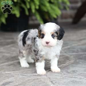 Mack, Cavapoo Puppy